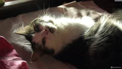 Киста молочной железы у кошки: красивые фото для использования