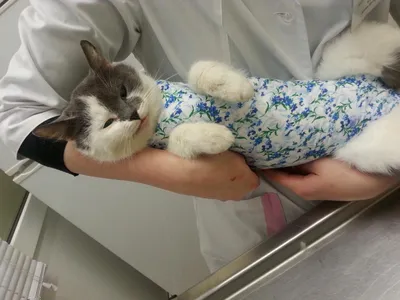 Фото кисты молочной железы у кошки: различные форматы для свободного скачивания