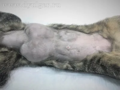 Фон с изображением кисты молочной железы у кошки