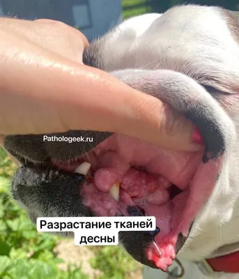 Периферическая одонтогенная фиброма у собаки | Ординарные заметки | Дзен