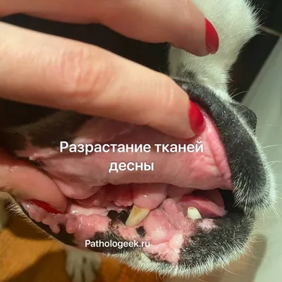 Стоматит у собак - лечение, фото, причины и обзор эффективных перпаратов