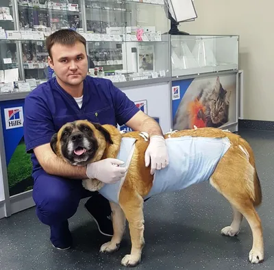 Абсцессы у собак - симптомы и лечение в Москве. Ветеринарная клиника  \"Зоостатус\"