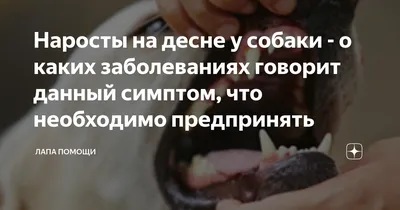 Собака Персик, новообразование кишечника, сбор на операцию - Фонд помощи  бездомным животным \"РЭЙ\"
