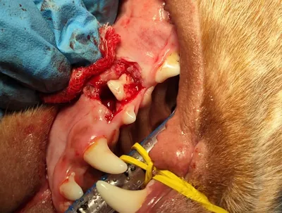 Лосьон для чистки зубов собак и кошек Dental Can 250мл Canina pharma GmbH  90679153 купить за 1 594 ₽ в интернет-магазине Wildberries