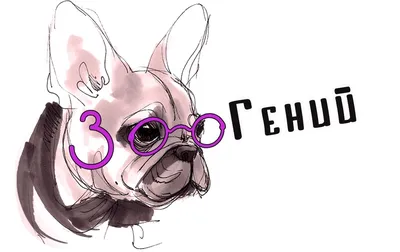 Припухлость на верхней десне собаки, бесплатная консультация ветеринара -  вопрос задан пользователем Ольга Чижова про питомца: собака Без породы  (дворняжка)