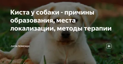 Добавка для воды может защитить собак от зубного камня и выпадения зубов -  Газета.Ru | Новости