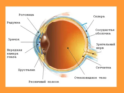 ОСНОВЫ КЛИНИЧЕСКОЙ ОФТАЛЬМОЛОГИИ