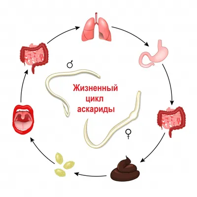 СЛОЖНОСТИ ДИФФЕРЕНЦИАЛЬНОЙ ДИАГНОСТИКИ ГРАНУЛЕМАТОЗА С ПОЛИАНГИИТО