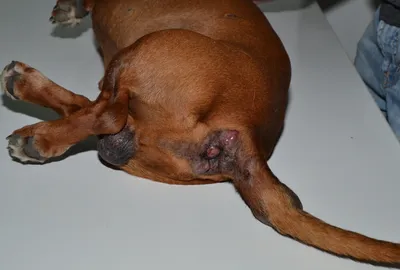 Опухоль молочной железы с распадом у собаки