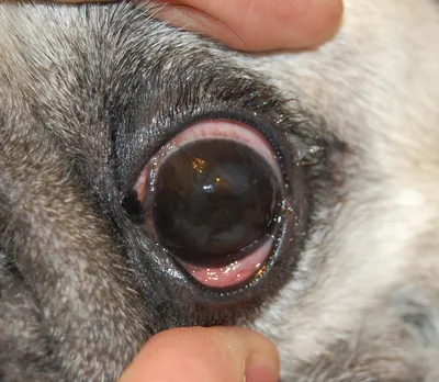 Третье веко у собаки: выпадение, воспаление и другие патологии, как их  лечить?