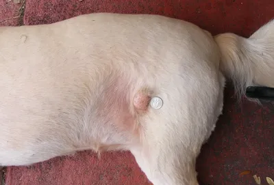 Миома у собаки — Ветеринарные центры малотравматичной хирургии и  комплексного восстановления Лебеди
