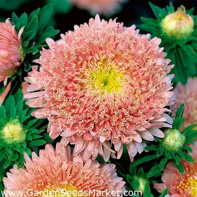Розово-оранжевая китайская \"принцесса\" астра - 500 семян - Callistephus  chinensis - семена – Garden Seeds Market | Бесплатная доставка