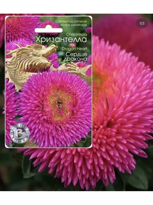 Биотехника - 🌸Астра китайская Трубадур Лайт Блю Сочетание качества и  стойкости многоцветковой кустовой хризантемы и очарование астры – вот что  собой представляет серия Трубадур. Единственная серия астры, которая на  100% не повреждается