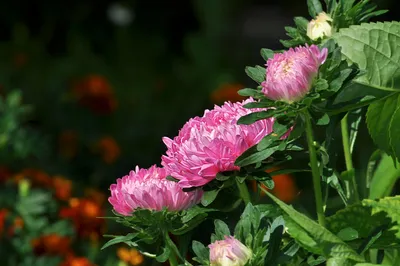 Астра китайская (Callistephus chinensis)