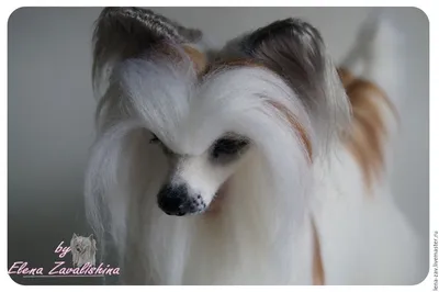 Danika Star Kennel | Moscow