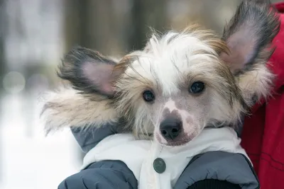 Danika Star Kennel | Moscow