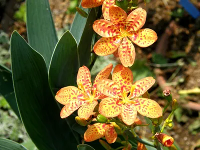 Китайская орхидея - 72 фото