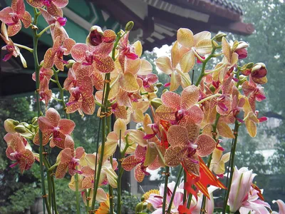 Китайская орхидея стоковое изображение. изображение насчитывающей цветок -  112458875