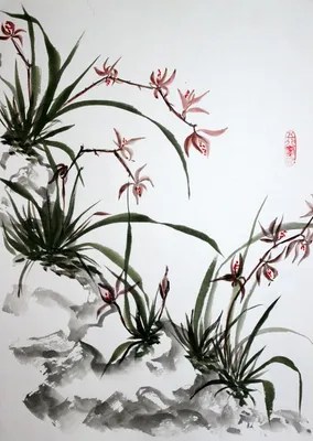Китайская Наземная Орхидея — стоковые фотографии и другие картинки  Orchideae - Orchideae, Без людей, Ботаника - iStock
