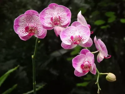 китайская орхидея стоковое изображение. изображение насчитывающей тип -  243425073