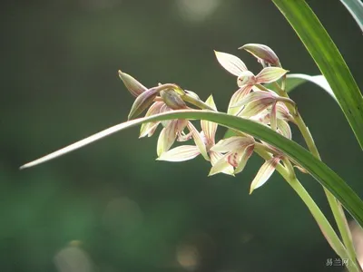 Гиацинтовая орхидея, китайская молотая орхидея (Bletilla striata) - –  Garden Seeds Market | Бесплатная доставка