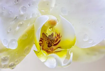 Цветок \"Орхидея\" цвет - белый, 98см, 9 цветков, 3 бутона (Китай)
