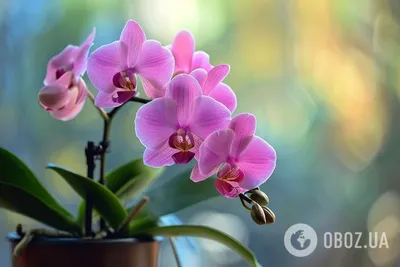 Лили Квонг: китайские пейзажи и шоу орхидей