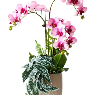 Беламканда китайская или Цветок леопарда Лесная орхидея, 6 шт., купить в  интернет магазине Seedspost.ru
