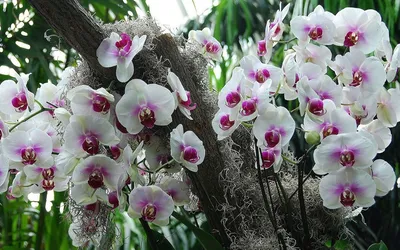 Китайская живопись в СПб - Издавна китайский народ сохраняет за орхидеей то  значение, которое было сформулировано древними мудрецами много столетий  назад. В восточной традиции этот цветок способен отгонять от человека и его