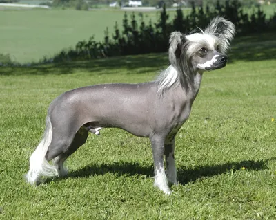 Китайская хохлатая собака (Chinese Crested Dog) - порода веселая, игривая и  нежная. Фото, описание и отзывы о собаке.