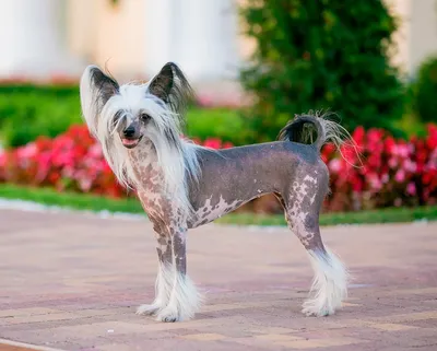 Китайская хохлатая собака (Chinese Crested Dog) - порода веселая, игривая и  нежная. Фото, описание и отзывы о собаке.