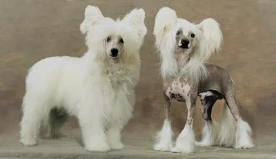 Стрижка китайских хохлатых собак в груминг салоне «АРТЕМОНофф»