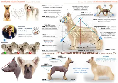 Китайская хохлатая собака – особенности породы, условия выбора | ВКонтакте
