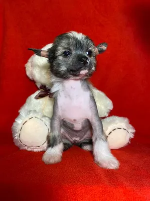 Китайская хохлатая собака – заказать на Ярмарке Мастеров – 4FYRTBY | Мягкие  игрушки, Новокузнецк