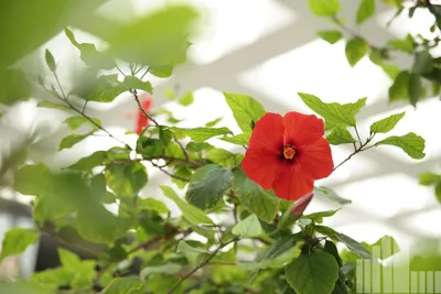 Почему не цветет китайская роза? - эксперты Украфлора