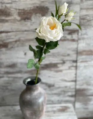Гибискус (китайская роза) цвет персиковый: 100 грн. - Комнатные растения  Одесса на Olx