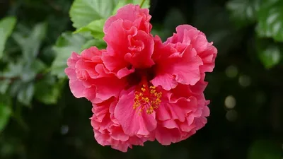 Китайская роза, Гибискус - Hibiscus rosa-sinensis. Уход, выращивание  гибискуса