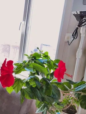 Почему китайская роза не цветет в домашних условиях? | Малоэтажная Россия |  Дзен