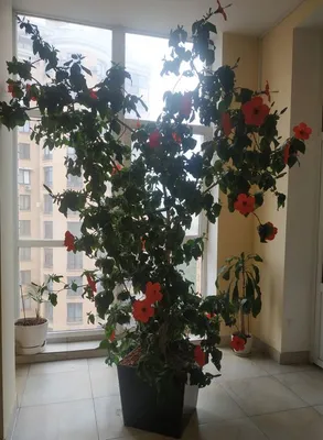 Китайская роза или Гибискус в Турции | VMersine.com