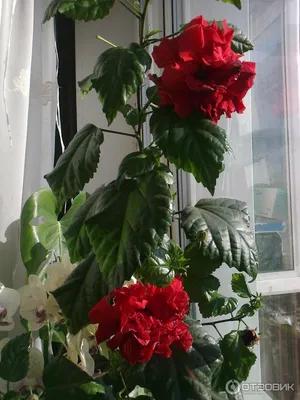 Гибискус - купить. Китайская роза (Hibiscus). Купить в Киеве китайскую роз