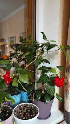 Выращивание китайской розы (гибискуса) в домашних условиях | Вета-Парк |  Дзен