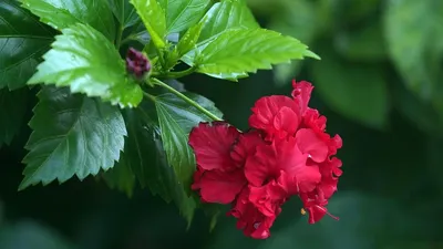 Гибискус - купить. Китайская роза (Hibiscus). Купить в Киеве китайскую роз