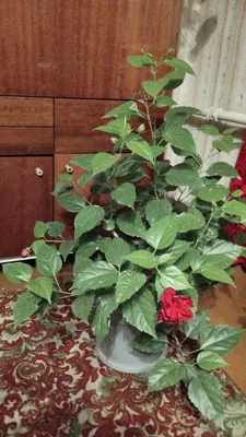 Комнатное дерево китайская роза (гибискус) | Комнатные растения в  Ростове-на-Дону – БесплатныеОбъявления.рф