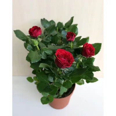 Гибискус, роза китайская - «Комнатная красавица очистит в доме воздух,  поглощая из него вредные примеси и наполнит кислородом» | отзывы