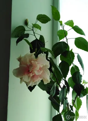 Китайская роза (Hibiscus rosa-sinensis) | ВКонтакте