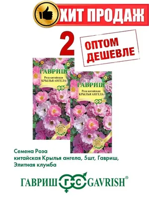 Саженцы Роза Крылья Ангела купить в Москве и Подмосковье