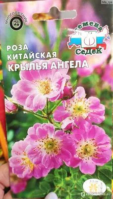 Роза домашняя Крылья Ангелов – купить в Санкт-Петербурге, цена 250 руб.,  продано 4 июля 2020 – Растения и семена