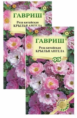 Роза, Розы Гавриш Многолетние цветы - купить по выгодным ценам в  интернет-магазине OZON (768433479)