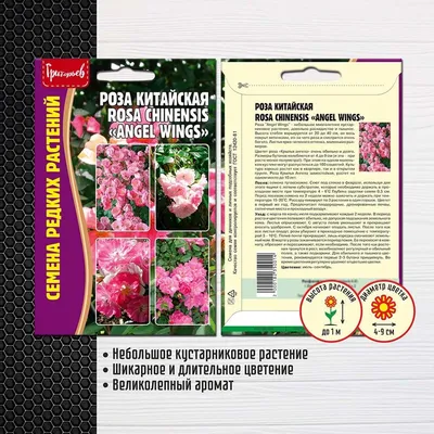 Роза домашняя Крылья Ангелов – купить в Санкт-Петербурге, цена 250 руб.,  продано 4 июля 2020 – Растения и семена