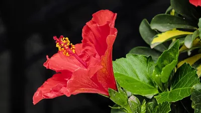 Китайская роза размножение черенками фото фотографии
